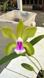 Cattleya bicolor 'Terrapin Station' AM/AOS X tenuis Orchid Hybrid 4Ó Pot Orchids