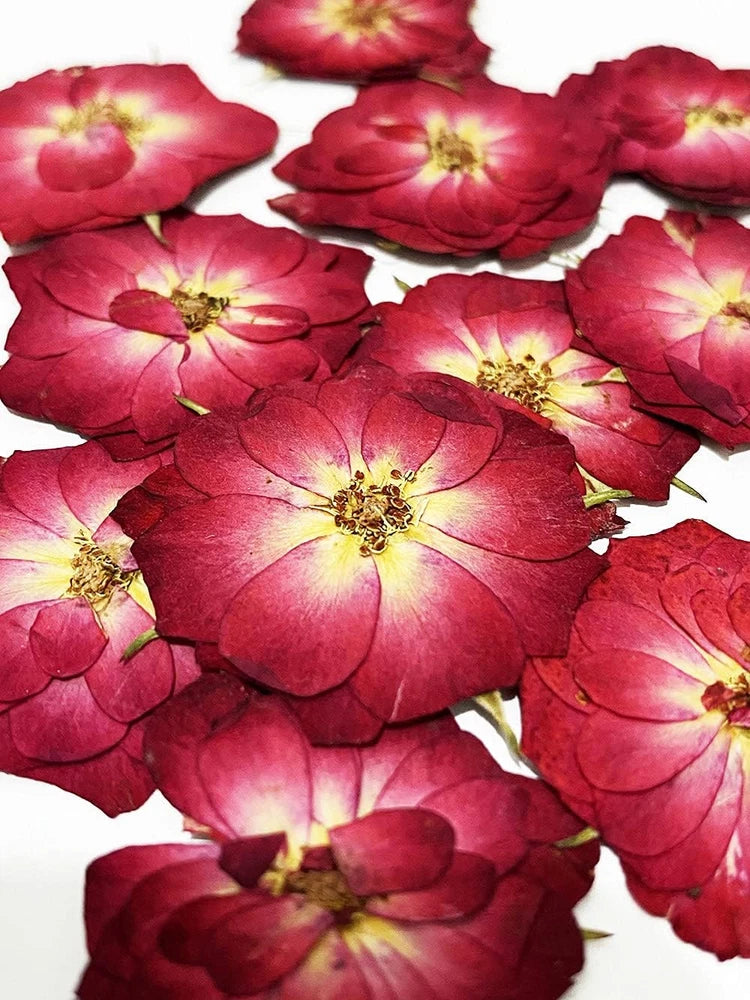 Pressed dried mini rose flowers, deep red with yellow centers, flat for resin and crafts