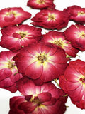 20 Pcs Mini Rose Real Natural Dried Pressed Flowers for Resin Art Decors Craft D Dried Flower