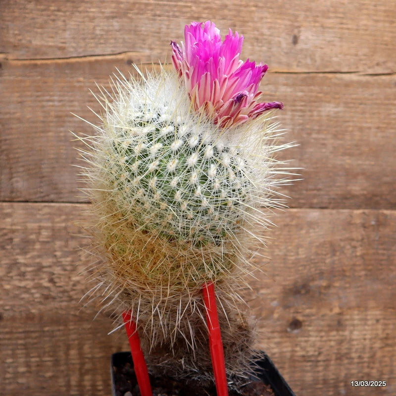 Cactus plant in red pot with pink blooming flower and pale spines