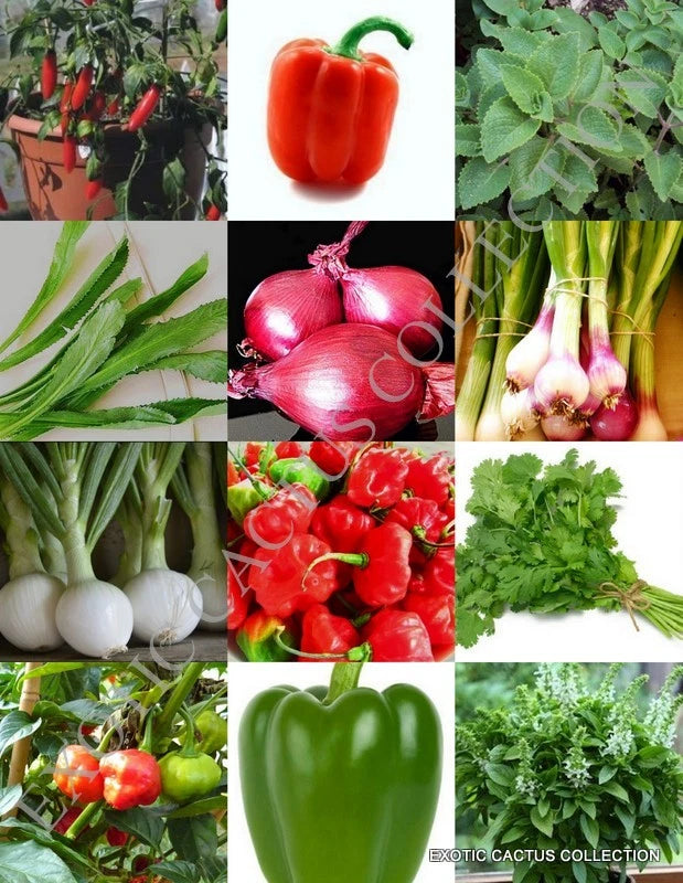 HERBS & SPICES MIX heirloom flavor garden non gmo assorted edible seed 150 seeds Garden Plants