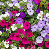PETUNIA SEEDS 2000+ DWARF MIX variety ANNUAL flower GARDEN bees FREE SHIPPING Garden Plants