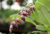 Blooming Size Orchid Species Pleurothallis restrepioides Flowering Plants