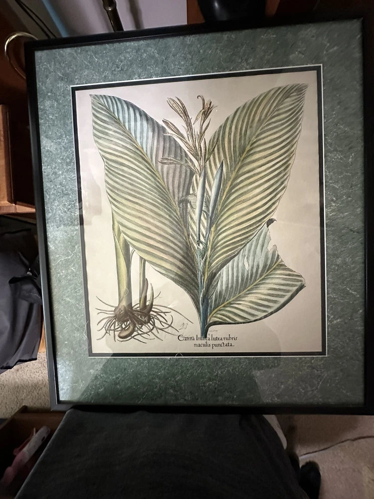 Vintage framed botanical etching print with pale leaves and small roots illustration