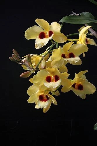 Yellow orchid plant in 4-inch pot, with red-centered blooms and green leaves