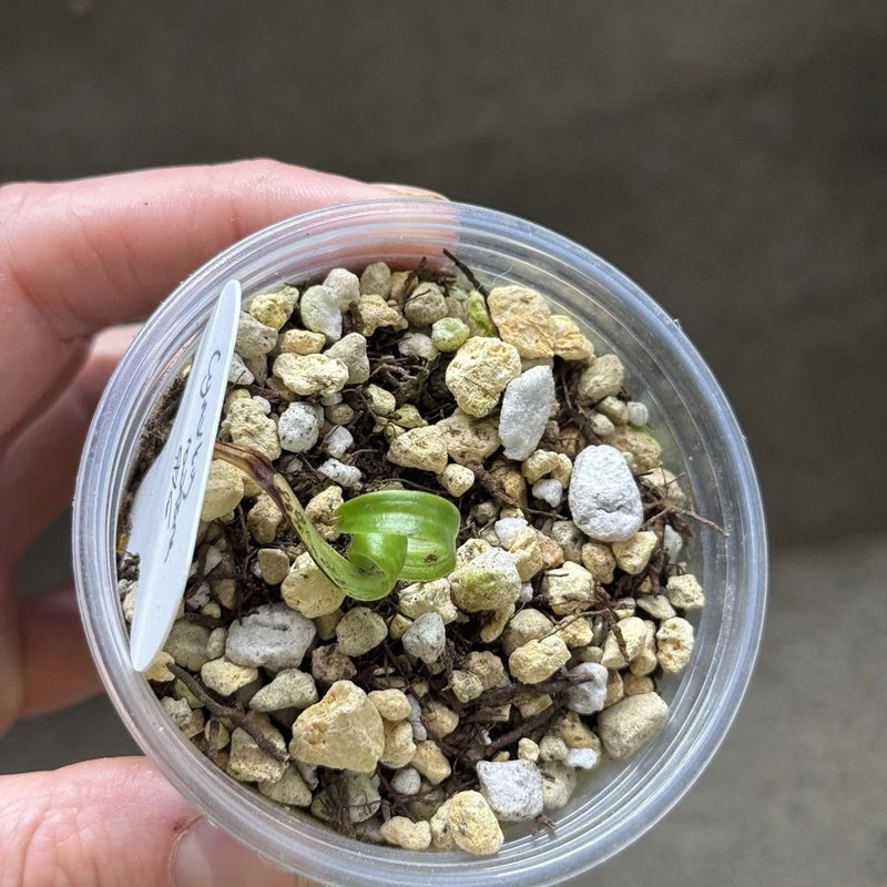 Cynorkis Lowiana Seedling #6 Terrestrial Orchid Orchids