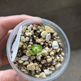 Cynorkis Lowiana Seedling #6 Terrestrial Orchid Orchids