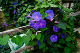 Morning Glory Flower Seeds - 40 Seeds for Vibrant Garden Blooms & Easy Planting Garden Plants