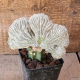 D5632 ASTROPHYTUM MYRIOSTIGMA ONZUKA CRESTED GRAFT pot8-H13-W12 cm MaMa Cactus Green Plant