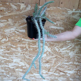 D5345 EUPHORBIA SAXORUM pot18-H82-W33 cm MaMa Cactus Green Plant