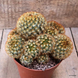 D7624 MAMMILLARIA CARMENAE pot13-H11-W16 cm MaMa Cactus Green Plant