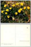 Continental Ranunculus Acer Flower Postcard Ranunculus