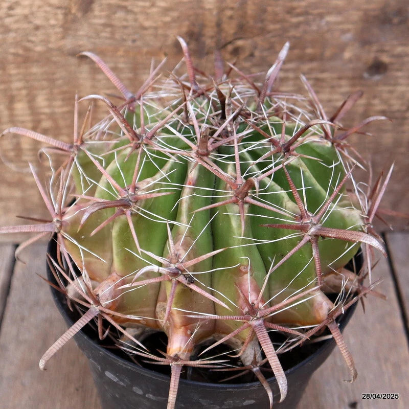Green barrel cactus with long light pink spines in a black nursery pot