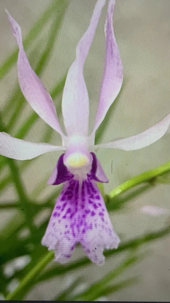 ORCHID PLANTS  Vanda Falaca x Papilionanthe 2-3 pot Orchids