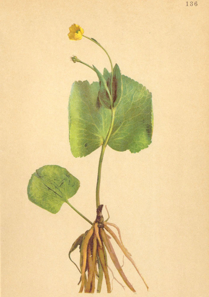 ALPENFLORA ALPINE FLOWERS. Ranunculus thora L-Giftiger Hahnenfuss 1897 print Ranunculus