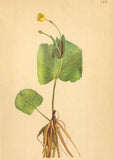 ALPENFLORA ALPINE FLOWERS. Ranunculus thora L-Giftiger Hahnenfuss 1897 print Ranunculus