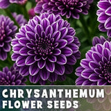 Nightfall Mum Chrysanthemum Seeds 200+ Seeds Mum Flower, Flower Seeds Flowering Plants