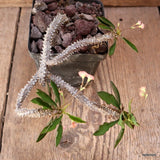 D4702 EUPHORBIA SP. pot9-H14-W12 cm MaMa Cactus Green Plant
