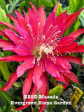 Orchid cactus plant in 4-inch starter pot with bright pink/red bloom
