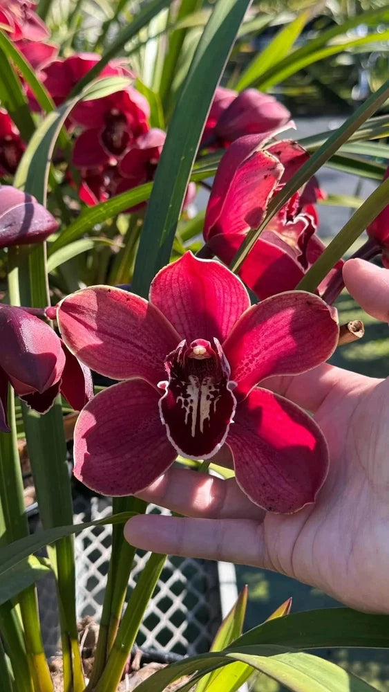 Burgundy cymbidium orchid flowers with long green leaves