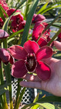 Cymbidium Barrita Pillar 'Frech Burgundy' ~ 1 1/2 Gallon Pot Orchids