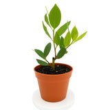 Laurus nobilis - 'Bay Leaf Tree' - Bay Laurel or Sweet Bay, 5 Gallon Ready Green Plant