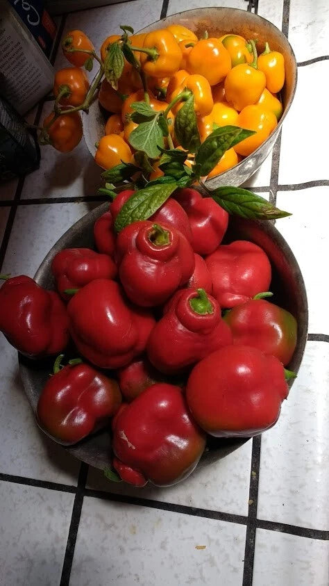 Orange and red Manzano Pepper Seeds Mixed (24 seeds per packet) FREE SHIPPING Flowering Plants