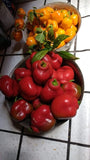 Orange and red Manzano Pepper Seeds Mixed (24 seeds per packet) FREE SHIPPING Flowering Plants