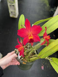 Cattleya Miracle Of Mine 5Ó Pot Orchids
