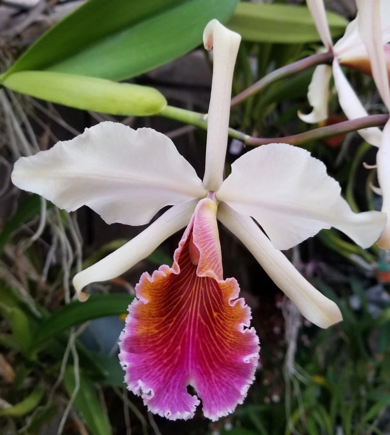 White orchid bloom with pink-purple lip and frilly edge