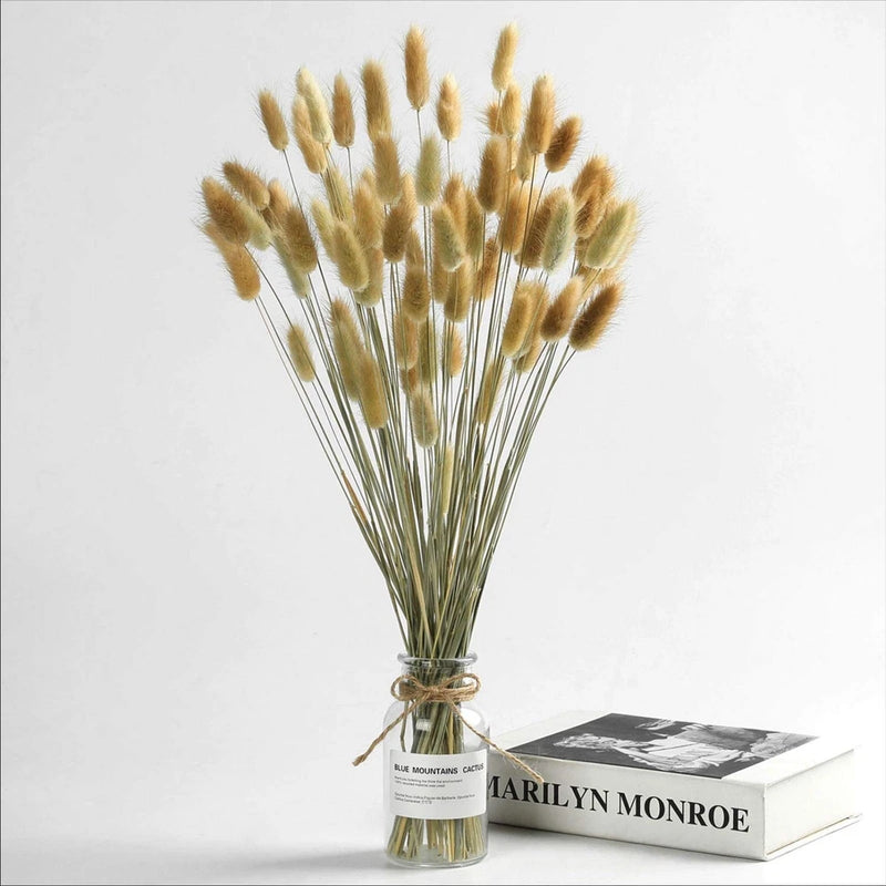 Natural Dried Bunny Tail Grass - 110~120 Stems Lagurus Ovatus for Boho Decor,... Pampas Grass