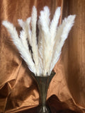 Cream/White Êsmall bundle Pampas Grass, dozen Pampas Grass