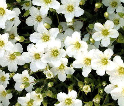 ARENARIA MOUNTAIN SANDWORT Arenaria Montana - 550 Bulk Seeds Garden Plants