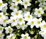 ARENARIA MOUNTAIN SANDWORT Arenaria Montana - 550 Bulk Seeds Garden Plants