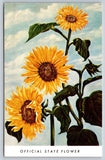 The Sunflower Kansas State Flower Vintage Postcard Sunflower