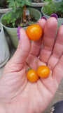 Flora Gold Micro Dwarf Tomato Seeds 10 Organic Seeds *Free Shipping* Garden Plants