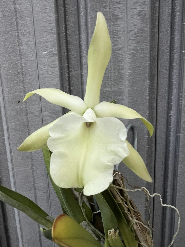 Yellow orchid with five petals and upright central sepal, with green leaves