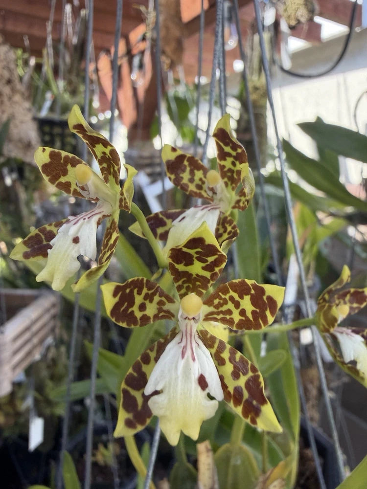 Spotted oncidium orchid flowers with yellow petals and dark brown speckles