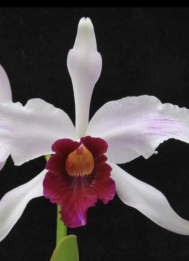 Cattleya orchid seedling plug~laelia Purpurata Var Cinderosa Orchids
