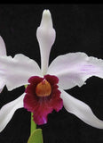 Cattleya orchid seedling plug~laelia Purpurata Var Cinderosa Orchids