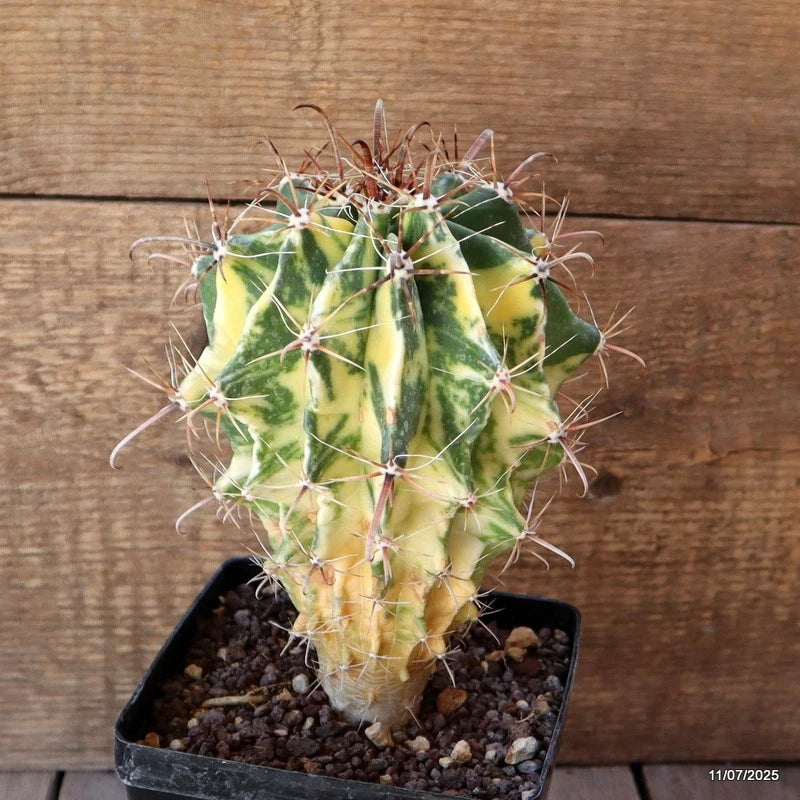 D5274 FEROCACTUS HERRERAE VARIEGATED pot12-H19-W13 cm MaMa Cactus Green Plant