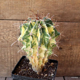D5274 FEROCACTUS HERRERAE VARIEGATED pot12-H19-W13 cm MaMa Cactus Green Plant