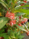 Peppermint Stick Balsam Seeds Organic 15 Count *Free Shipping* Garden Plants