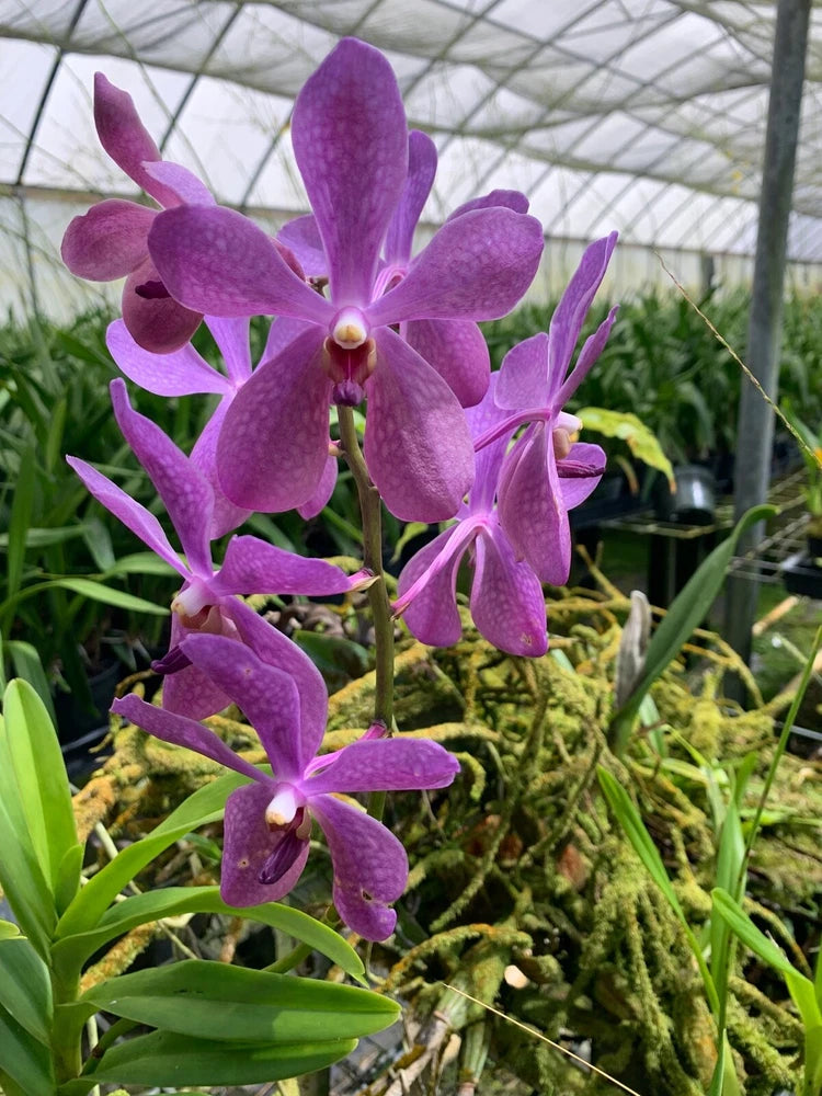 Purple orchid plant in a small pot with clustered star-shaped blooms
