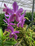 Purple orchid plant in a small pot with clustered star-shaped blooms