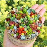 200pcs Rare Mixed Succulent Seeds - Beautiful and Colorful Varieties Garden Plants