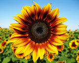 Flower Seeds: Firecracker Sunflower Seeds 25 Seeds Fresh Seed Sunflower