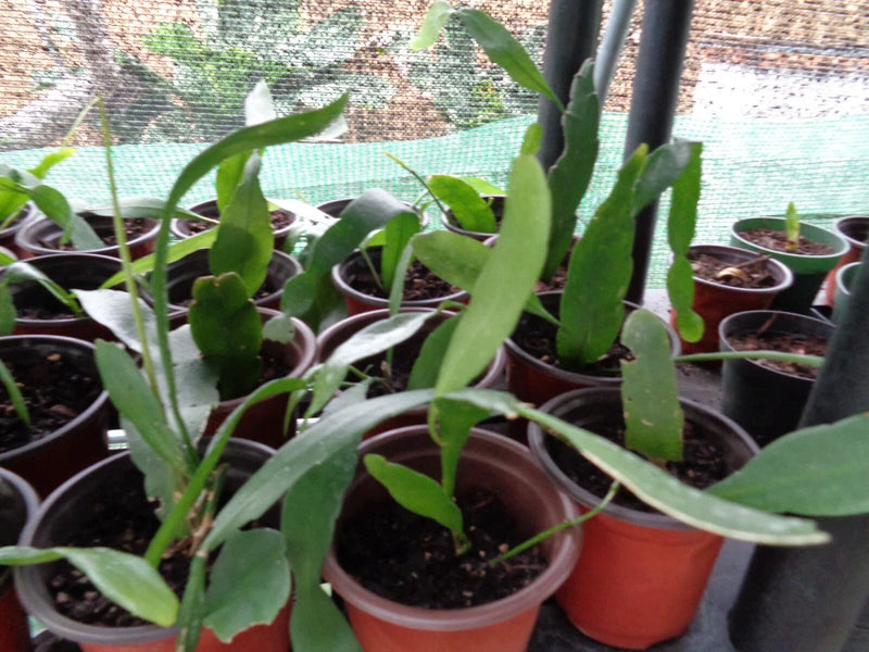 Green epiphyllum cactus orchid rooted cutting in small pots with dark soil