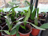 Epiphyllum Cactus Orchid 'Queen of the Night' Rooted Cutting -- Ships Bare Root Orchids