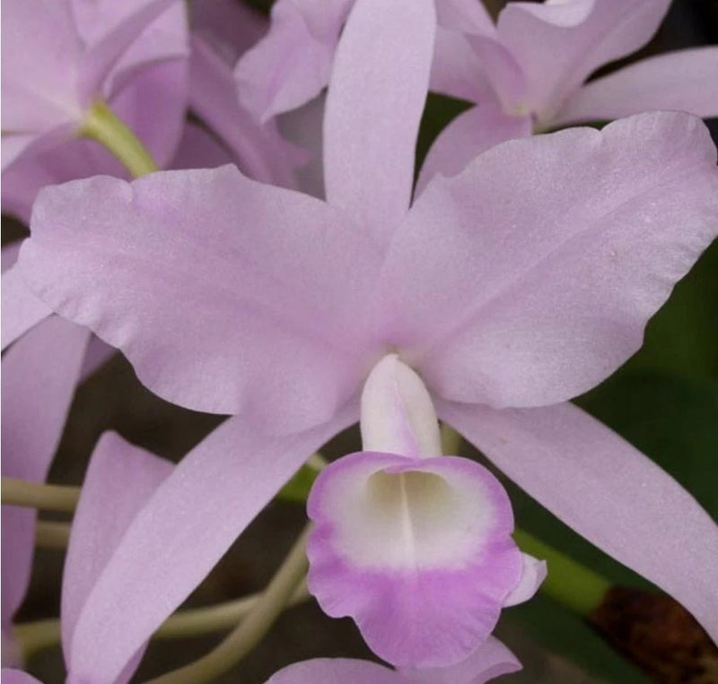 Lavender orchid flower with pale center and layered petals